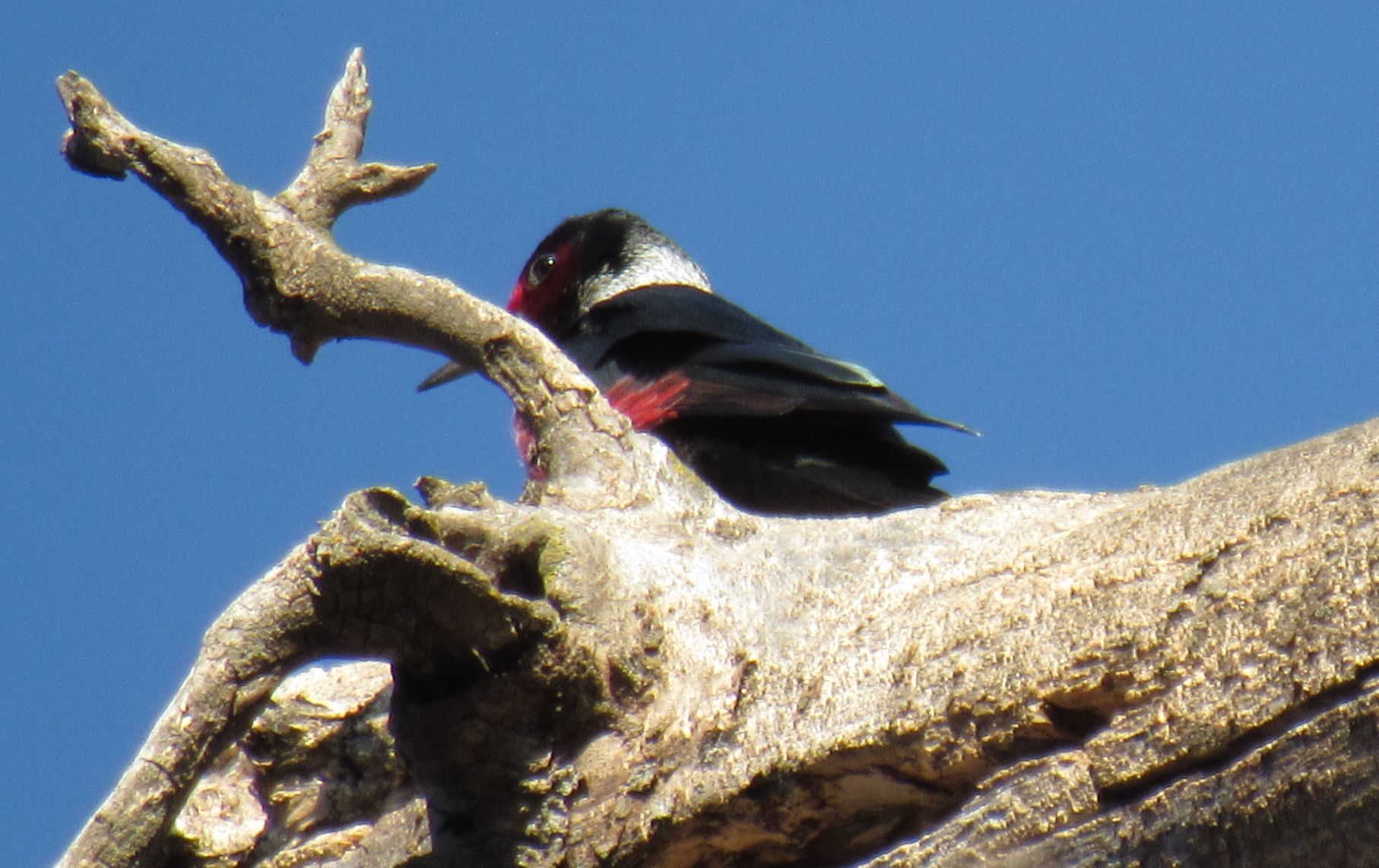 Lewis's woodpecker